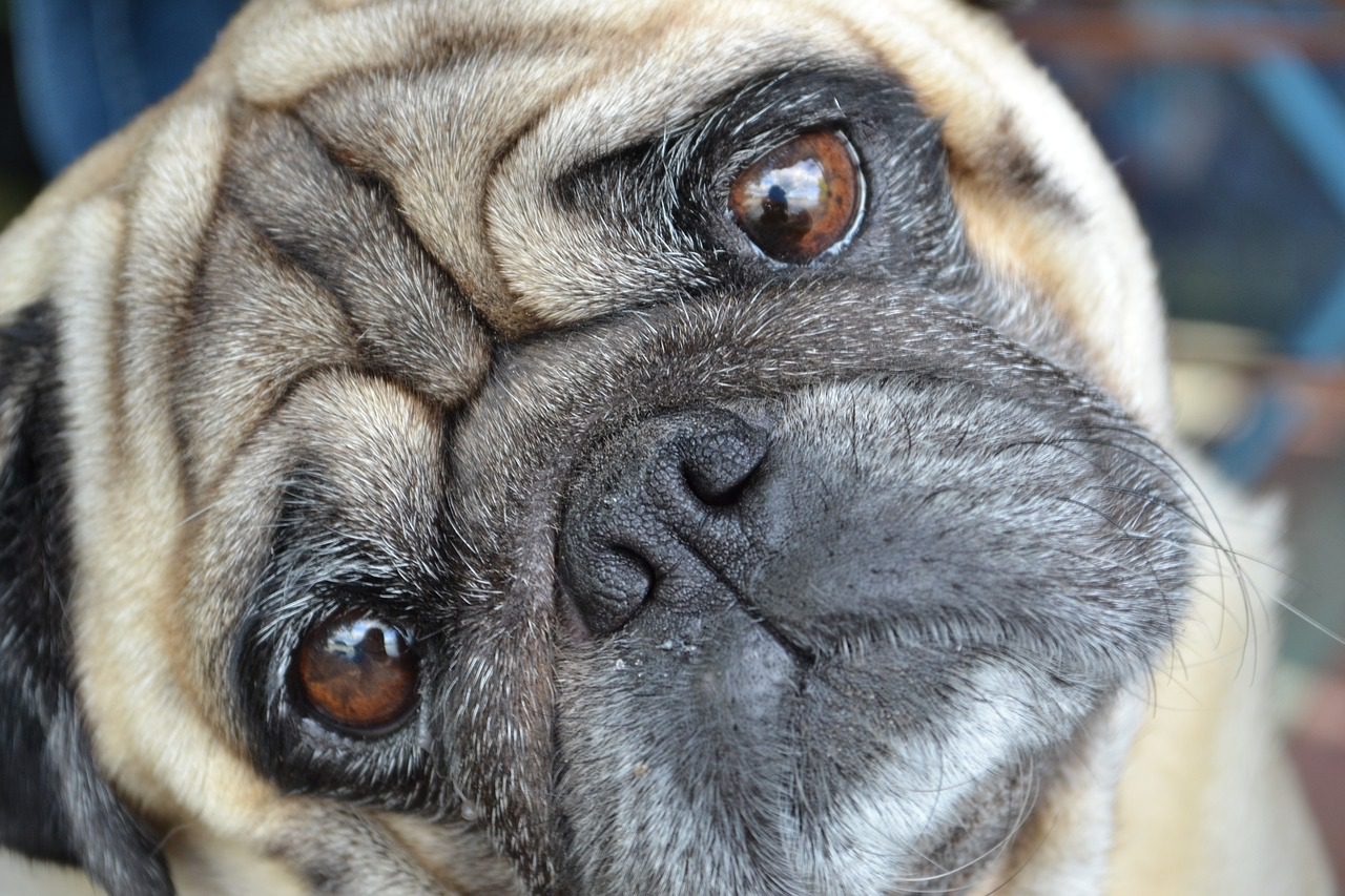 How to preserve a pug’s eye? - The Mewes Vets