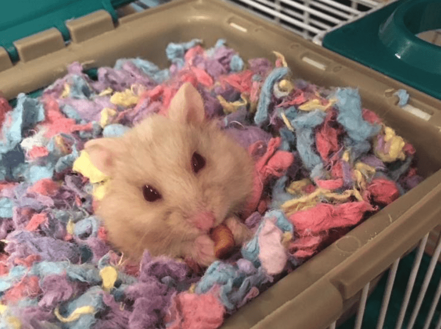 Our Pets, Hamster