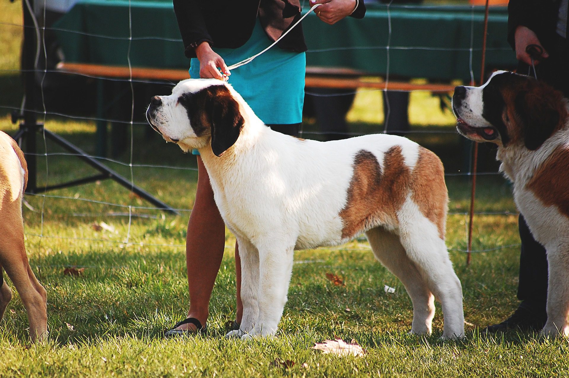 Hayward's Heath Town Day Dog Show - The Mewes Vets