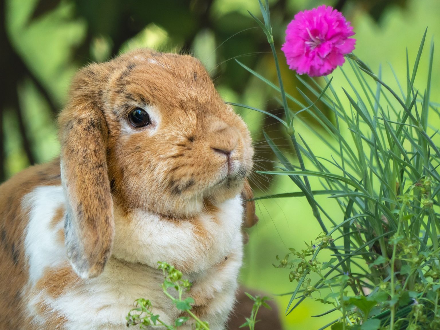 Exotic Rabbit neutering The Mewes Vets