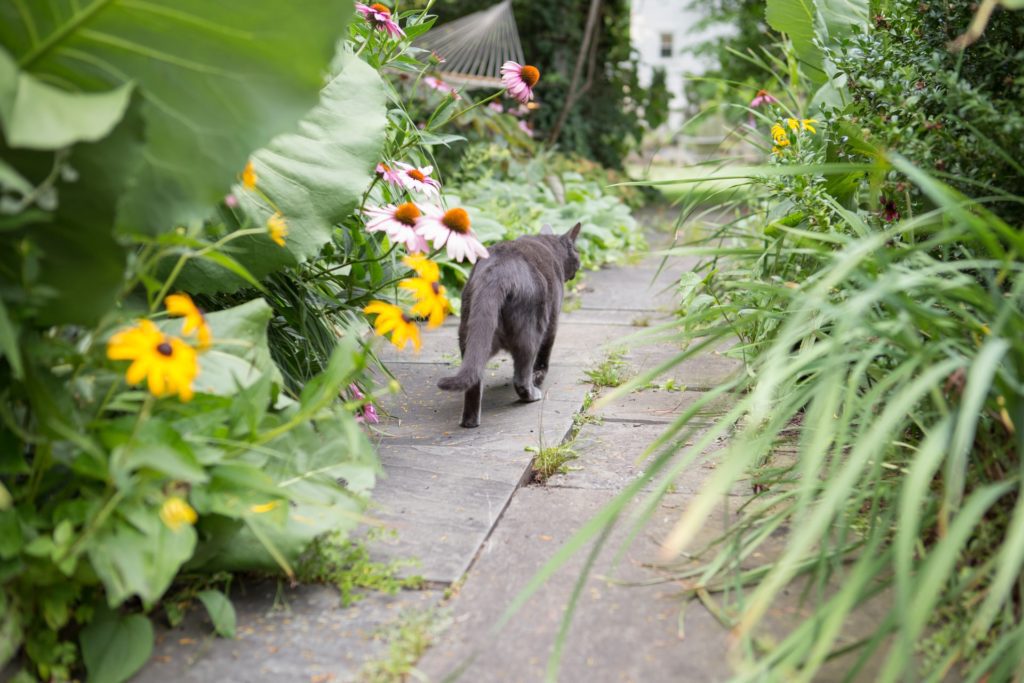 Cats toileting in your garden - a cat walking on a leafy path - Mewes Vets